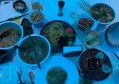 茶叶加工招聘文案范文（招募茶叶精制工艺人才——岗位招募文案示例）